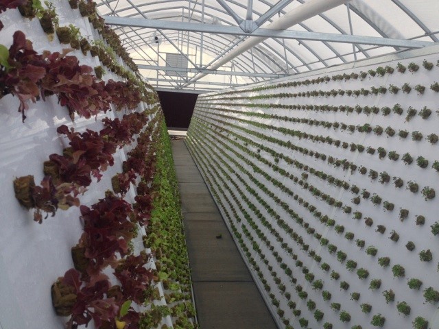 Greenhouse Hydroponic Panels